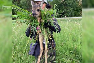 V těch sladkých očích se ztratíte. Zabraňte sečení srnčat | Veterinární poradna